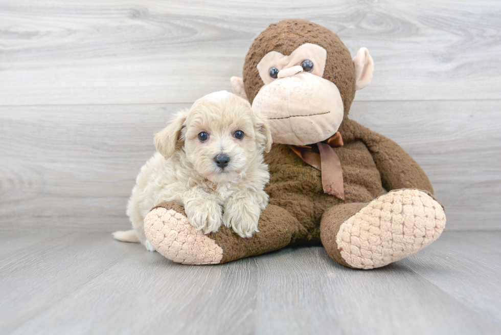 Petite Maltipoo Poodle Mix Pup