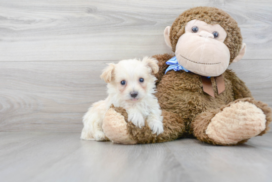 Maltipoo Puppy for Adoption