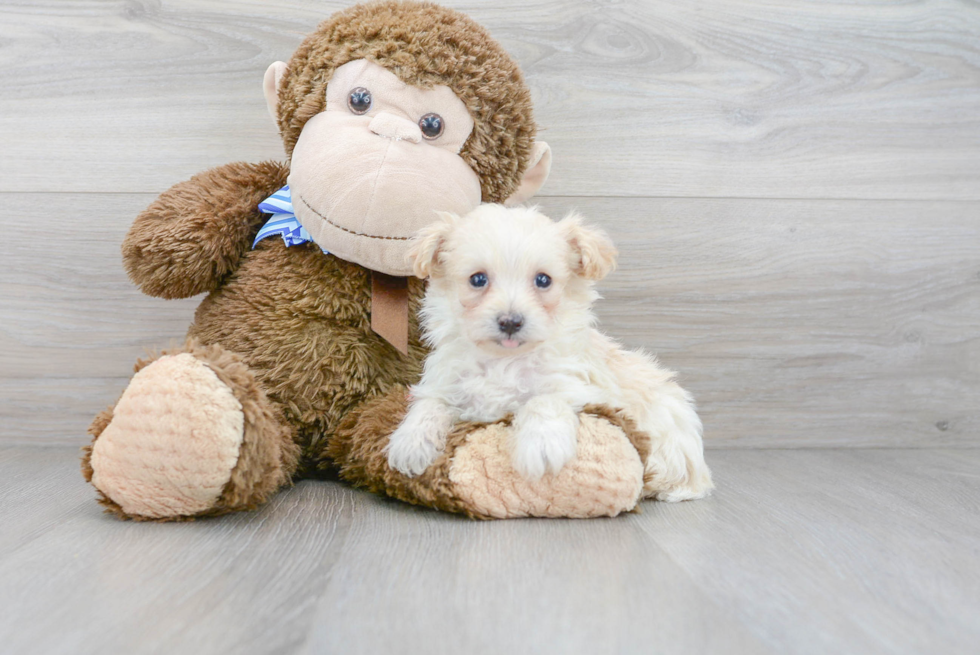 Adorable Maltese Poodle Poodle Mix Puppy