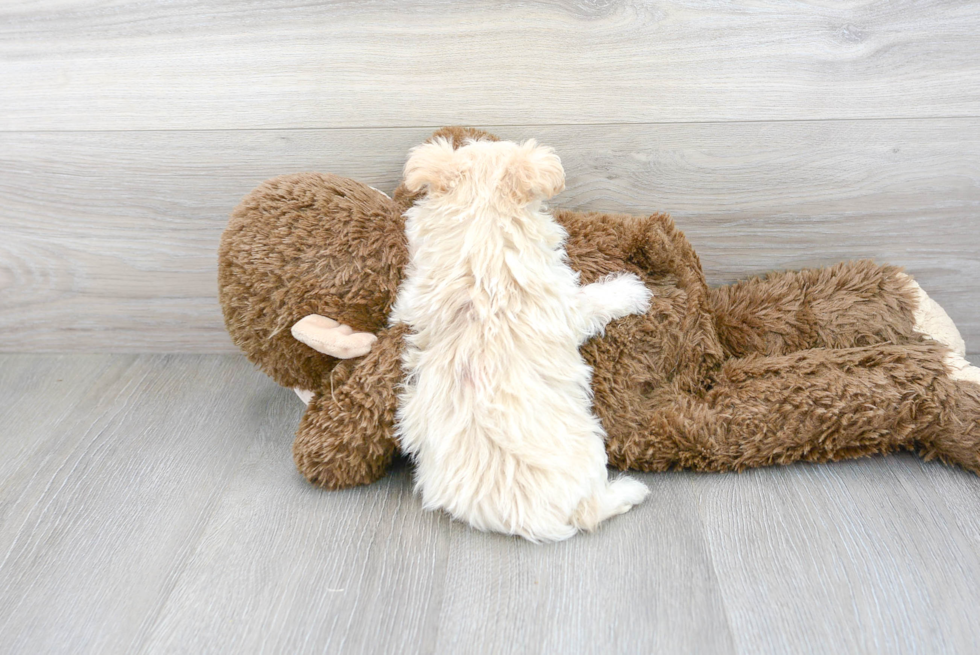 Little Maltepoo Poodle Mix Puppy