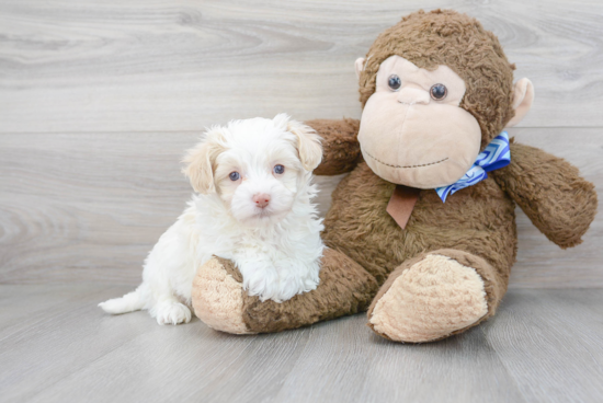 Energetic Maltese Poodle Poodle Mix Puppy