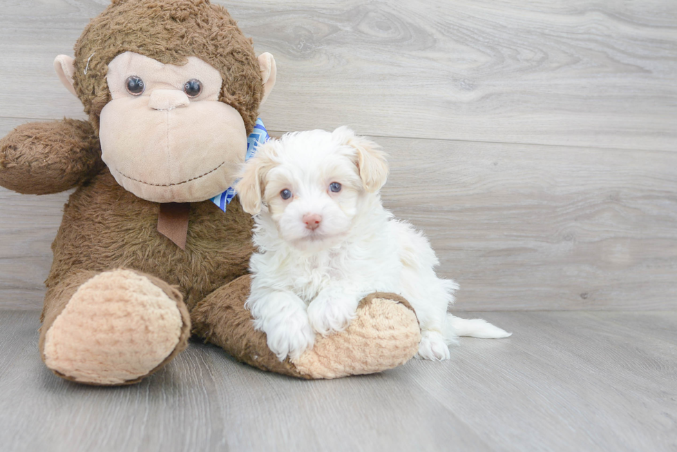 Best Maltipoo Baby