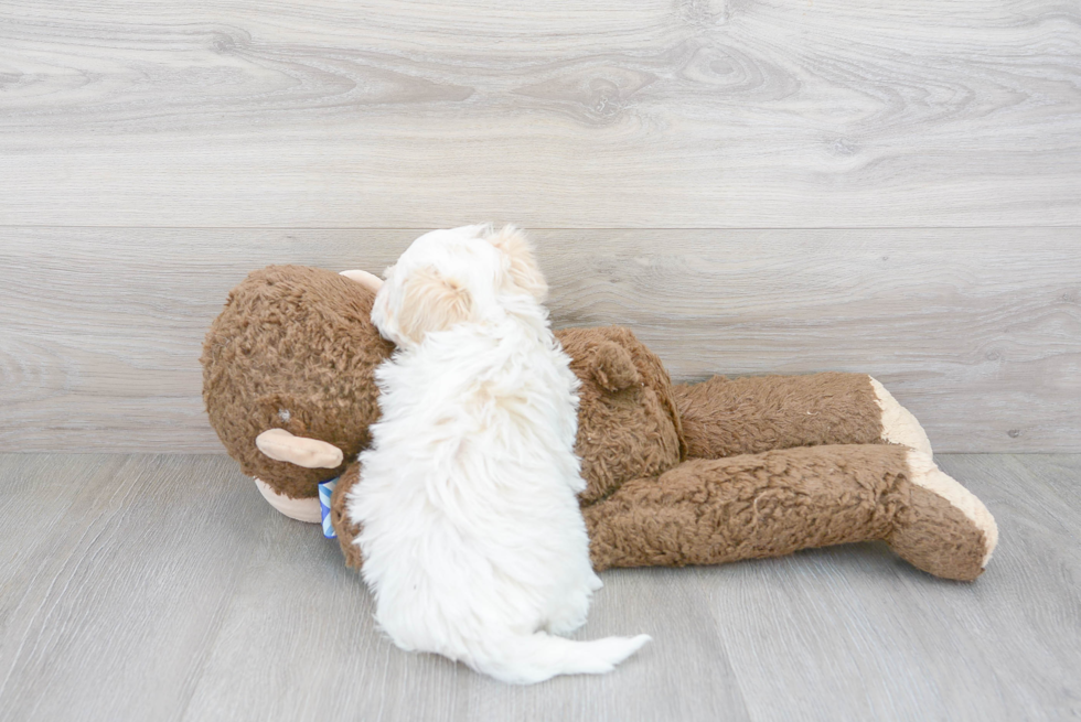 Maltipoo Pup Being Cute