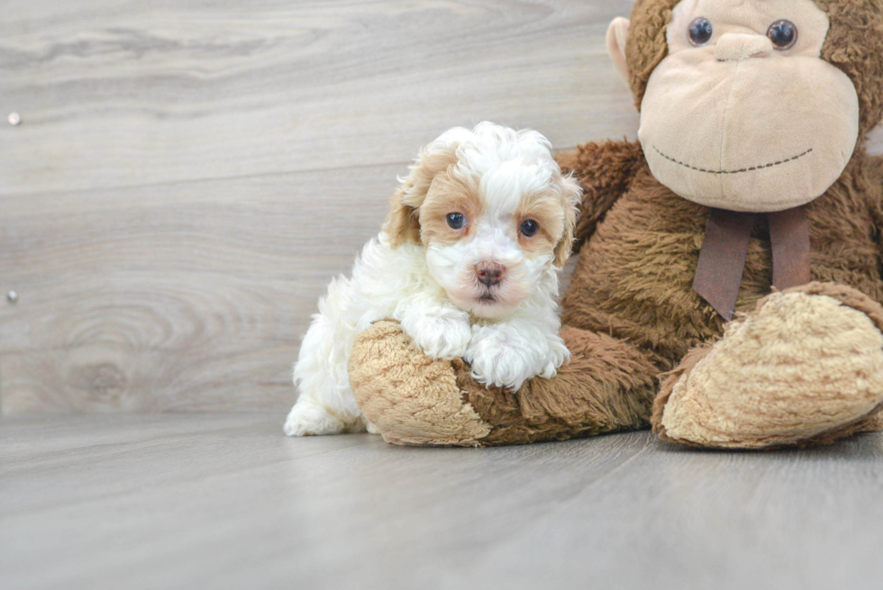 Little Maltese Poodle Poodle Mix Puppy