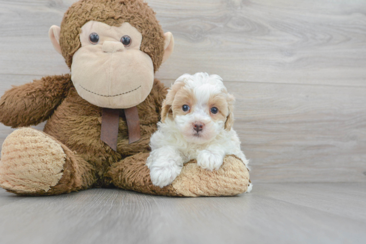 Maltipoo Puppy for Adoption