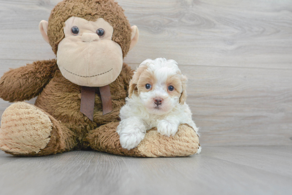 Maltipoo Puppy for Adoption