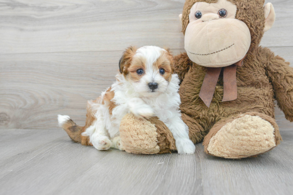 Small Maltipoo Baby