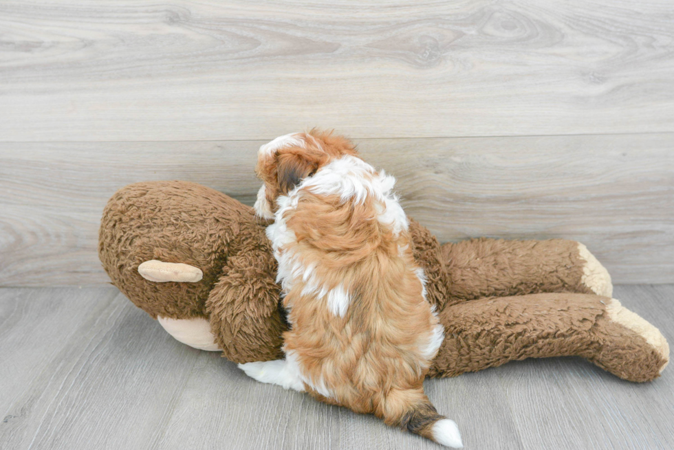 Fluffy Maltipoo Poodle Mix Pup