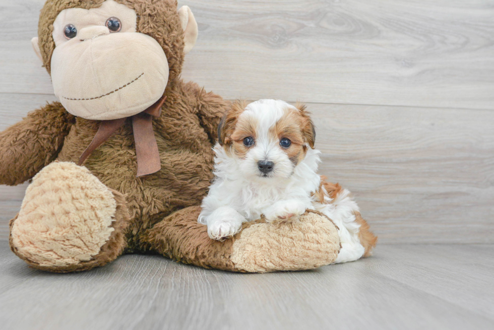 Best Maltipoo Baby