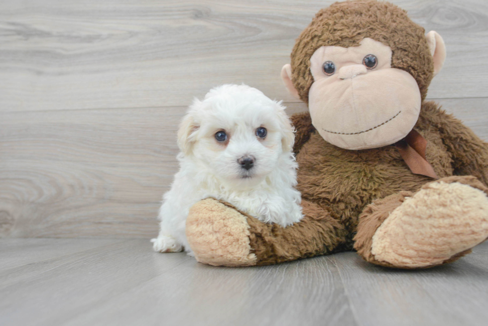 Maltipoo Puppy for Adoption