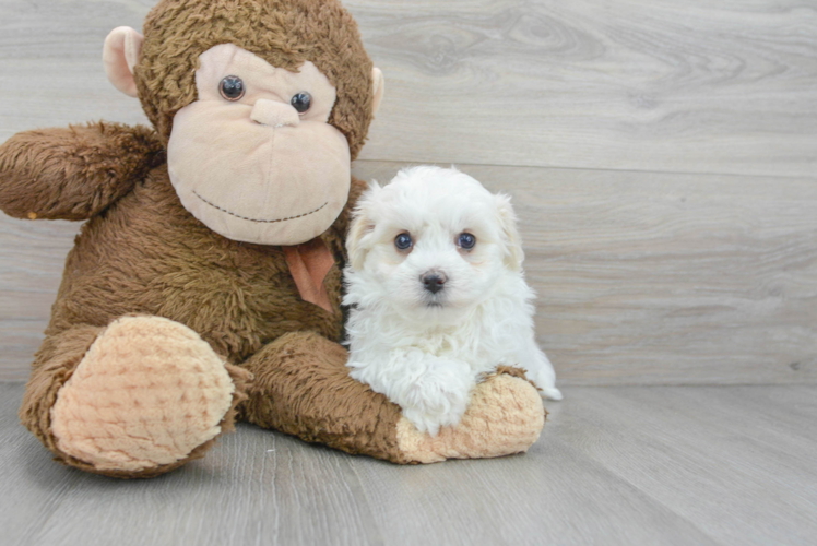 Cute Maltipoo Baby