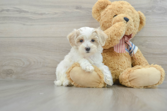 Maltipoo Pup Being Cute