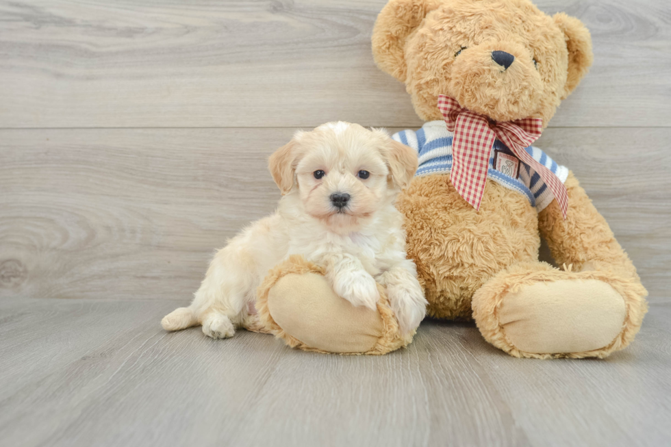 Adorable Maltepoo Poodle Mix Puppy