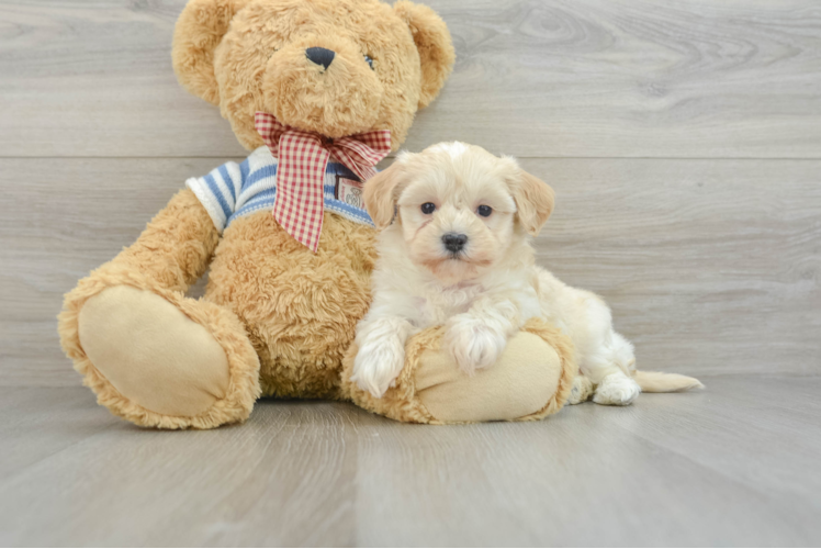 Sweet Maltipoo Baby