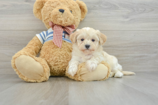 Sweet Maltipoo Baby