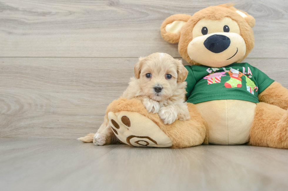 5 week old Maltipoo Puppy For Sale - Premier Pups