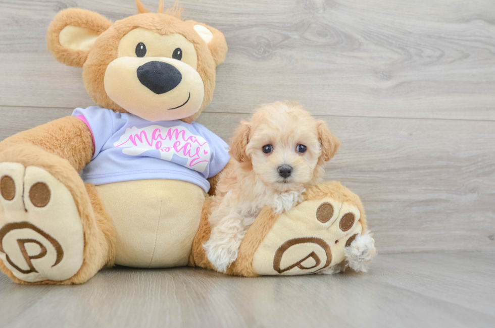 7 week old Maltipoo Puppy For Sale - Premier Pups