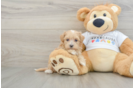Playful Multipoo Poodle Mix Puppy