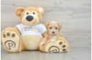 Playful Maltepoo Poodle Mix Puppy