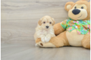 Best Maltipoo Baby