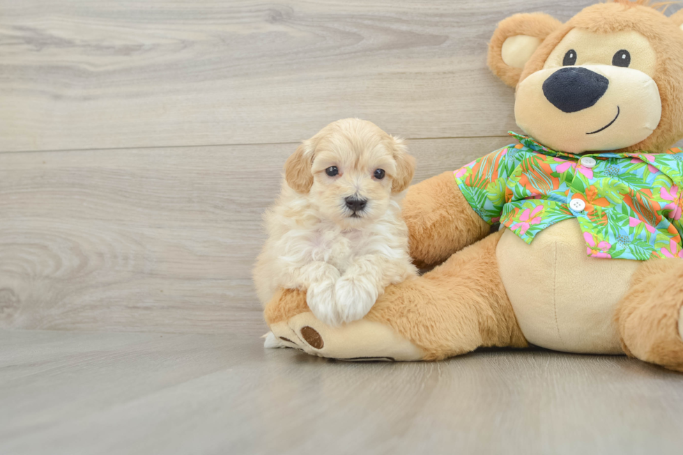 Best Maltipoo Baby