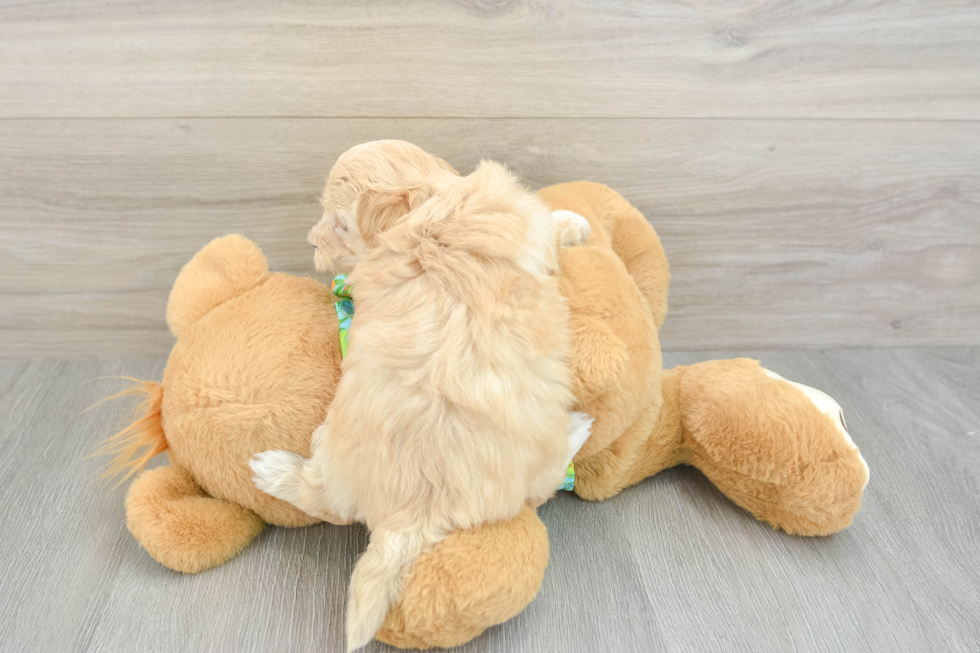 Best Maltipoo Baby