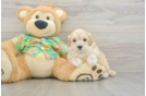 Maltipoo Pup Being Cute