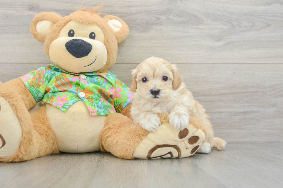 Maltipoo Pup Being Cute