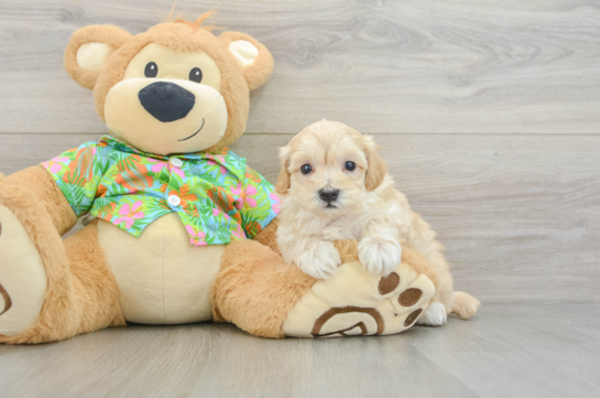 Maltipoo Pup Being Cute
