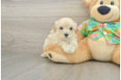 Maltipoo Pup Being Cute
