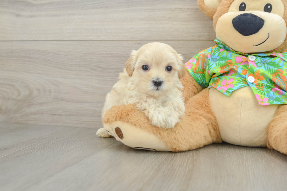 Maltipoo Pup Being Cute