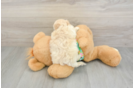 Maltipoo Puppy for Adoption