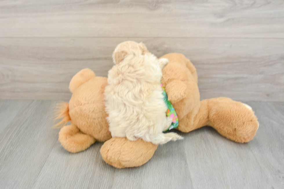 Maltipoo Puppy for Adoption