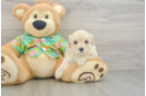 Best Maltipoo Baby