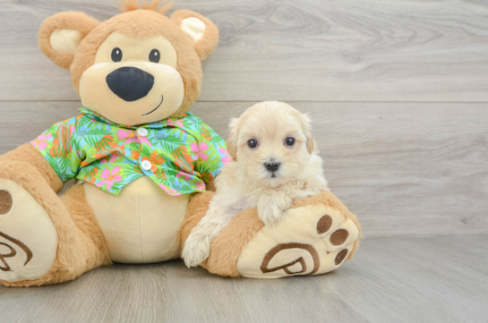 Best Maltipoo Baby