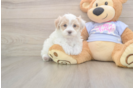 Maltipoo Puppy for Adoption