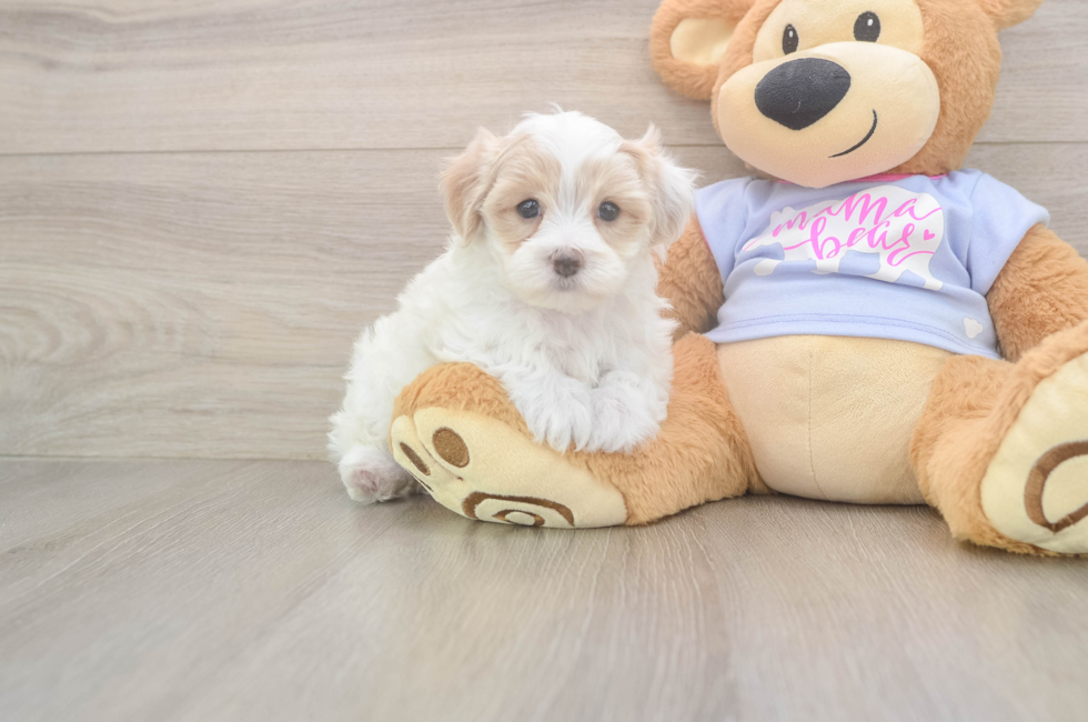 5 week old Maltipoo Puppy For Sale - Premier Pups