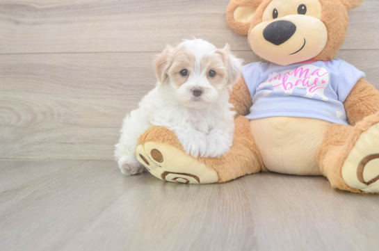 Maltipoo Puppy for Adoption