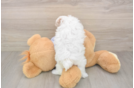 Maltipoo Pup Being Cute