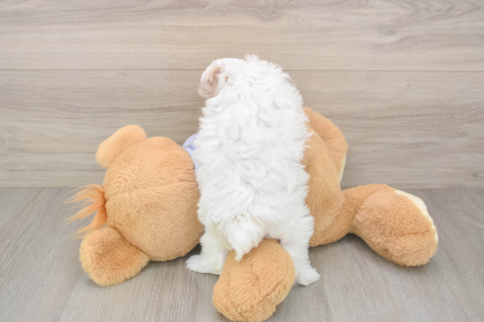 Maltipoo Pup Being Cute