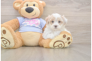 Best Maltipoo Baby