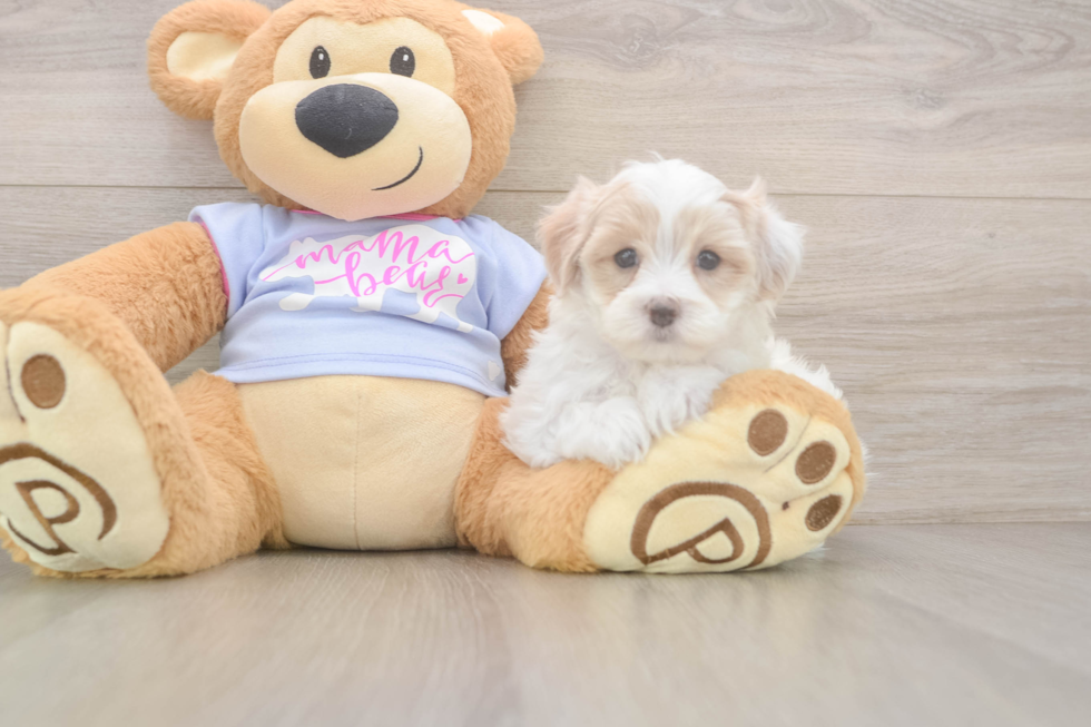 Best Maltipoo Baby