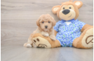 Popular Maltipoo Poodle Mix Pup