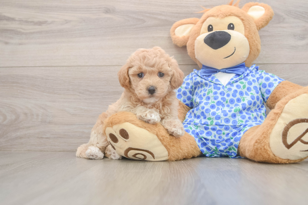 Popular Maltipoo Poodle Mix Pup