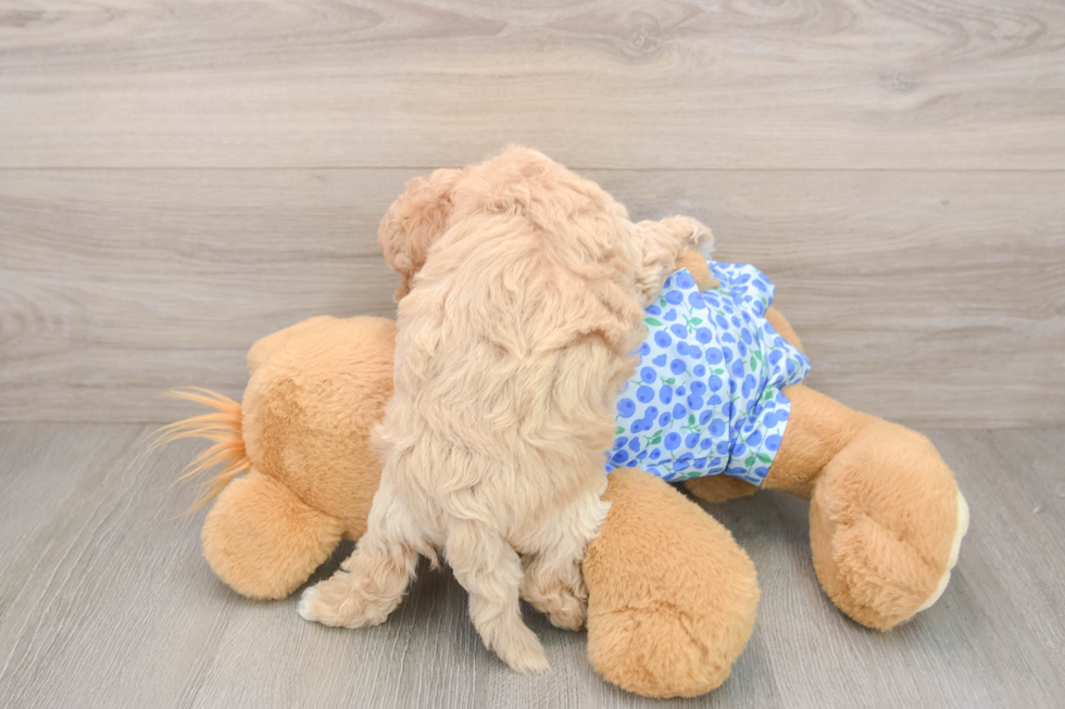Energetic Maltidoodle Poodle Mix Puppy