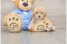 Fluffy Maltipoo Poodle Mix Pup