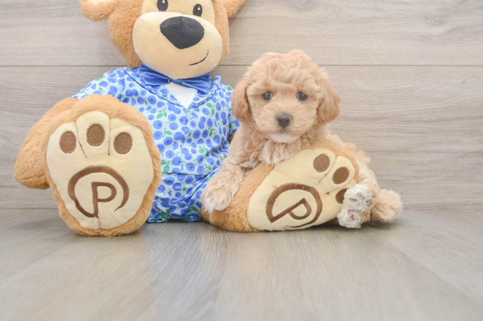 Fluffy Maltipoo Poodle Mix Pup