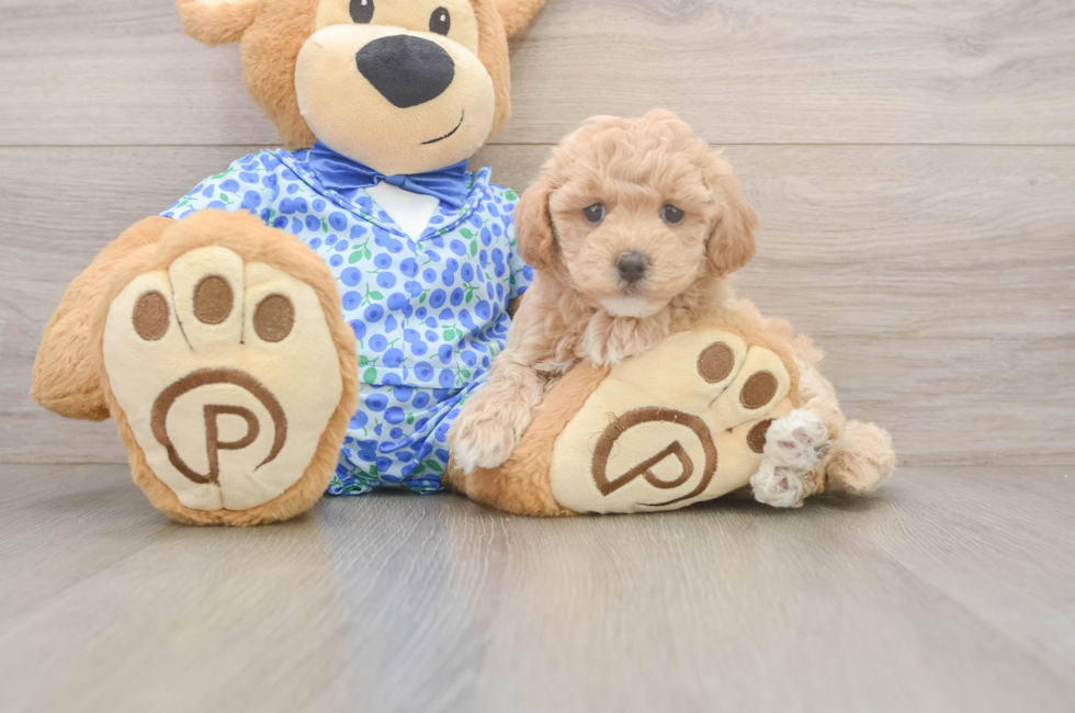 6 week old Maltipoo Puppy For Sale - Premier Pups