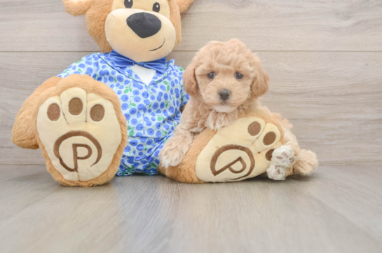 Fluffy Maltipoo Poodle Mix Pup