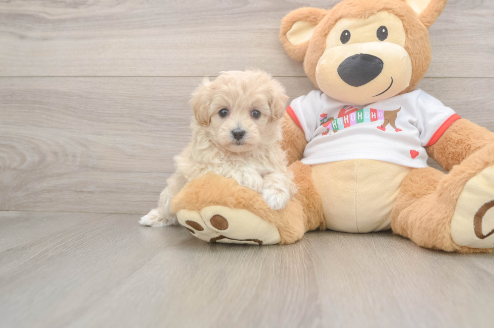 5 week old Maltipoo Puppy For Sale - Premier Pups